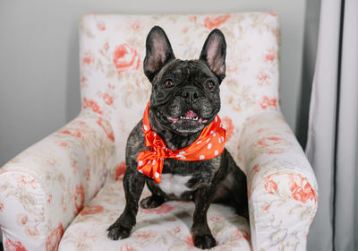 Portrait of a black french bulldog at home