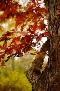 Close-up of autumnal leaves on tree trunk in forest