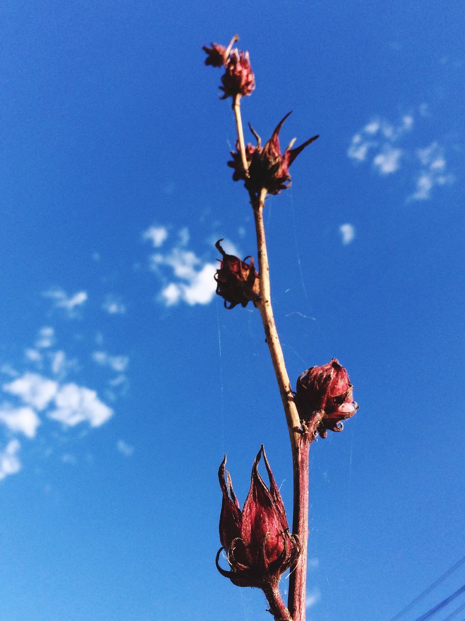 nature, growth, flower, no people, low angle view, fragility, day, plant, outdoors, beauty in nature, close-up, sky, freshness, flower head