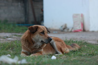 Dog relaxing on field