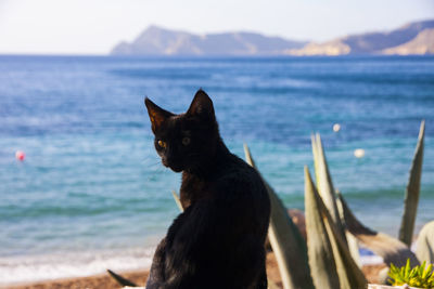 Close-up of horse by sea against sky