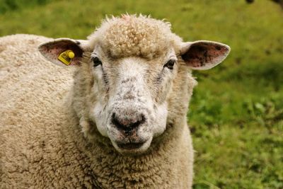 Close-up portrait of sheep on field