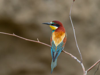 Close-up of bird perching on branch