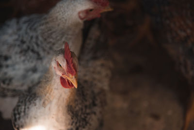 Close-up of hens