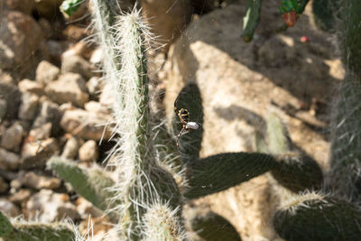 Macro shot of spider with cocoon on web against plant at instituto inhotim