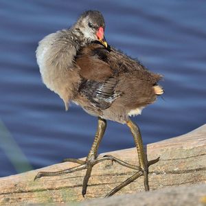 Close-up of bird perching on a lake