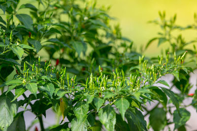 Close-up of fresh green leaves