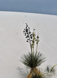 High angle view of palm tree on beach against sky