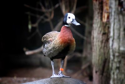 Close-up of bird perching on tree