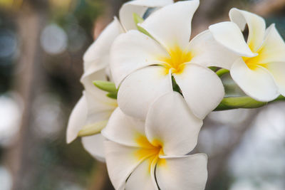 Close-up of white frangipani flowers