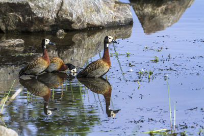 Ducks swimming in lake