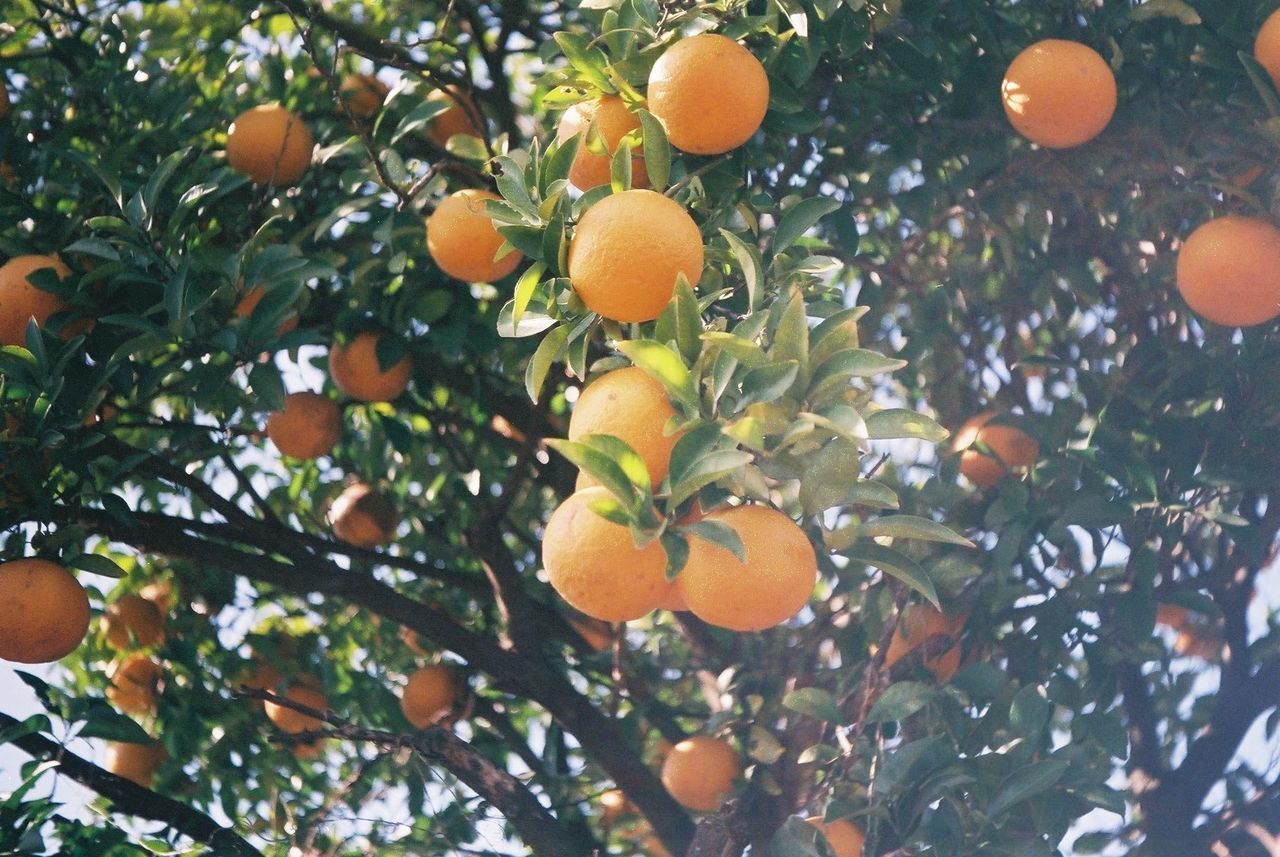 LOW ANGLE VIEW OF ORANGE TREE