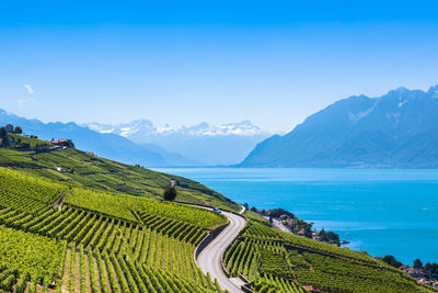 Scenic view of agricultural field against blue sky