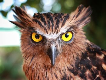 Close-up portrait of owl