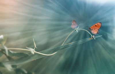 Close-up of butterfly on flower