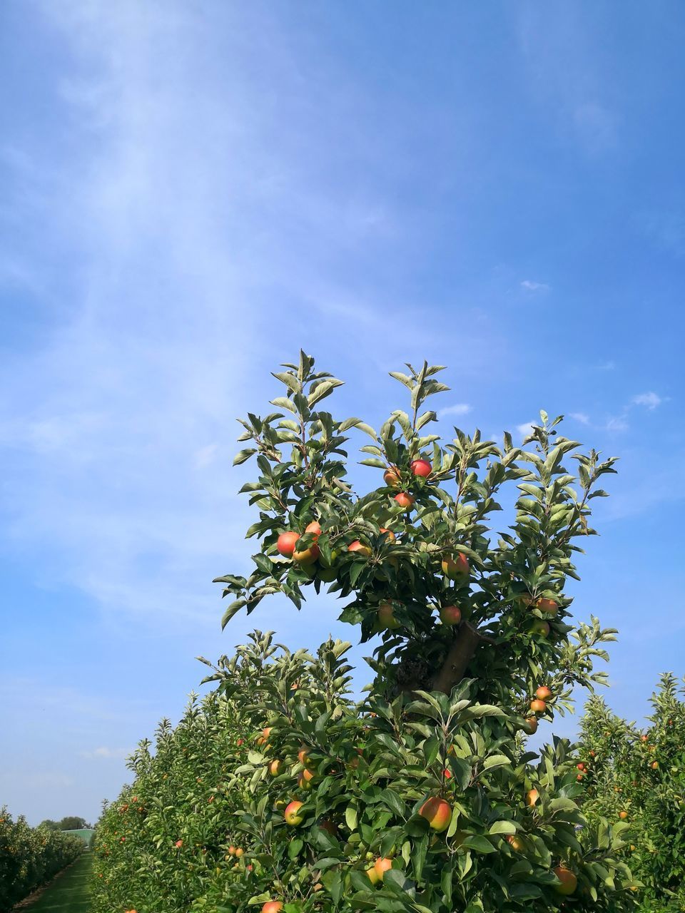 LOW ANGLE VIEW OF FRUIT ON TREE AGAINST SKY