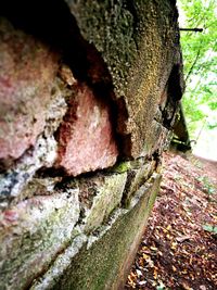 Close-up of tree trunk