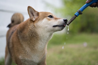 The shiba inu is eating water from a hose in the grass. japanese dog in garden.