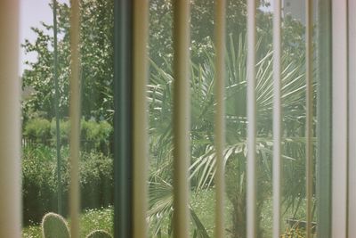 Plants growing on tree trunk