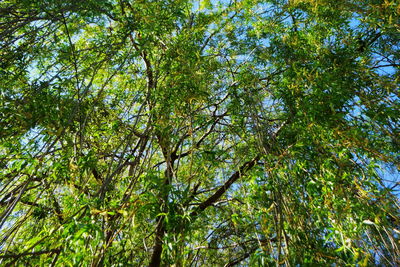 Low angle view of bamboo trees in forest