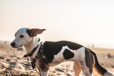 View of a dog looking away