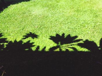 Close-up of shadow on leaf at night