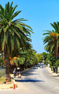 View of palm trees on road in city