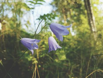 Close-up of purple flowers
