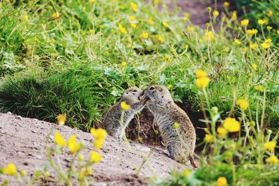 Family of gophers