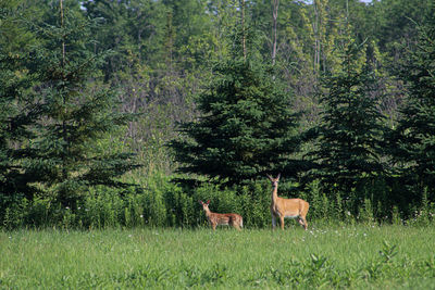 Deer in a field