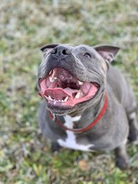 Close-up of a amstaff dog on field