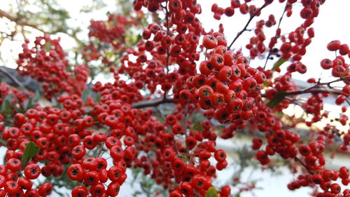 Low angle view of berries growing on tree