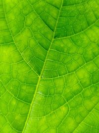 Macro shot of green leaf