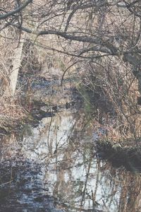 Reflection of trees in lake against sky
