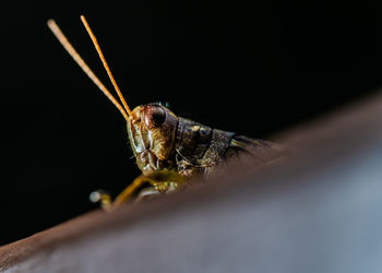 Close-up of insect