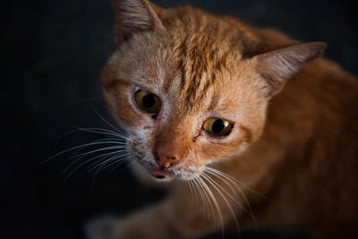 Close-up portrait of ginger cat against black background