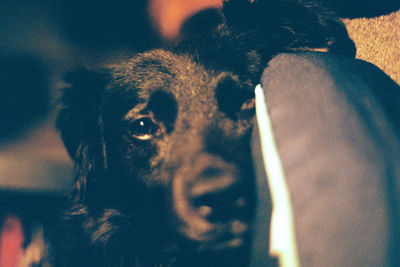 Close-up portrait of dog at home