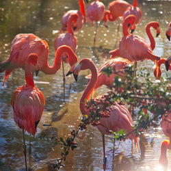 flamingo