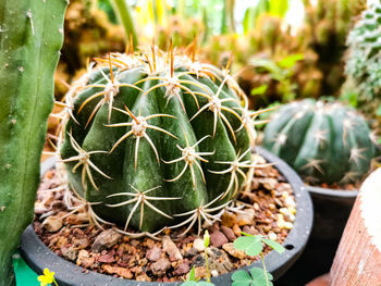 High angle view of succulent plant in pot