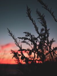 Close-up of silhouette plants against sunset sky