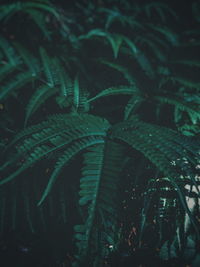 Close-up of fern leaves