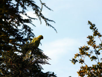 Low angle view of bird on tree against sky