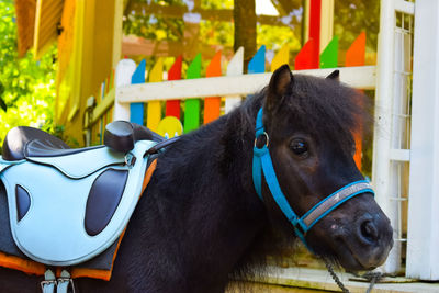 Close-up of a horse