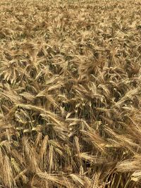 Full frame shot of wheat field