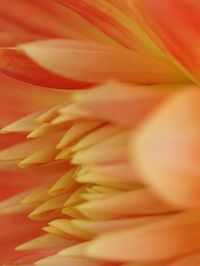 Extreme close-up of red rose flower