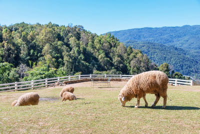 View of sheep on field against trees