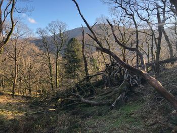 Bare trees in forest