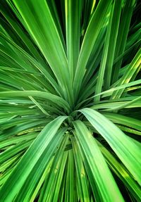 Full frame shot of palm leaf