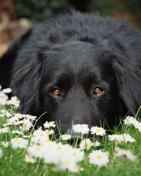 Close-up of black dog