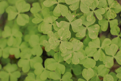 Close-up of leaves